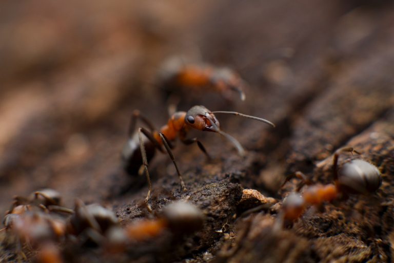 Dedetização de formigas em Natal