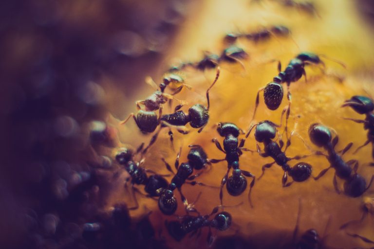 Dedetização e controle de formigas
